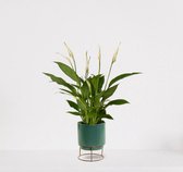 Spathiphyllum in sierpot Emma Emerald green – witte kamerplant – luchtzuiverende lepelplant - 35-50cm - Ø13 – geleverd met plantenpot – vers uit de kwekerij