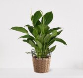 Spathiphyllum in siermand May Naturel – witte kamerplant – luchtzuiverende lepelplant - 60-75cm - Ø18 – geleverd met plantenpot – vers uit de kwekerij
