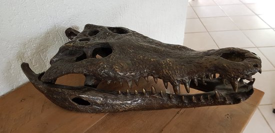 STATUE EN BRONZE / CRÂNE DE CROCODILE / ANIMAL SAUVAGE / STATUE DE JARDIN / BRONZE