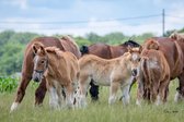 Trekpaarden TW20 - Poster - Ton van der Weerden - 70 x 100 cm