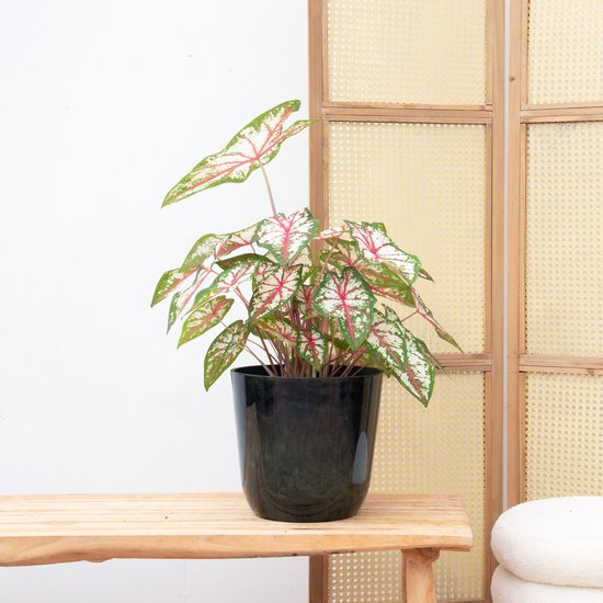 Caladium – Tapestry – Hoogte 65 cm