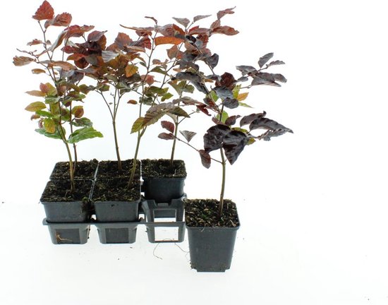 Foto: Haagplant rode beuk 2 meter 12 stuks fagus sylvatica atropunicea p9 5 plant tuinplant