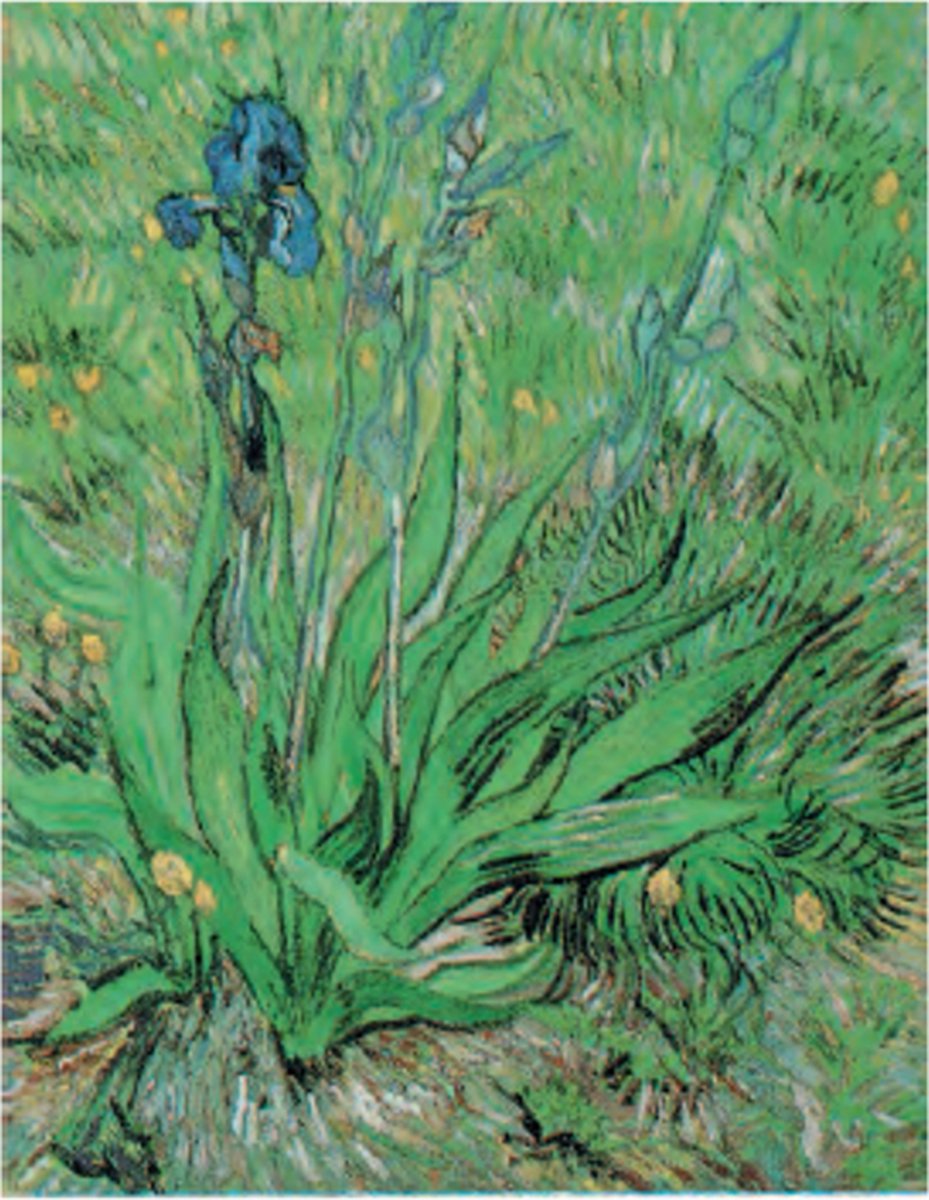 Catch Projecten Vincent van Gogh - Irissen - Kunstposter - 40x50 cm Multicolor