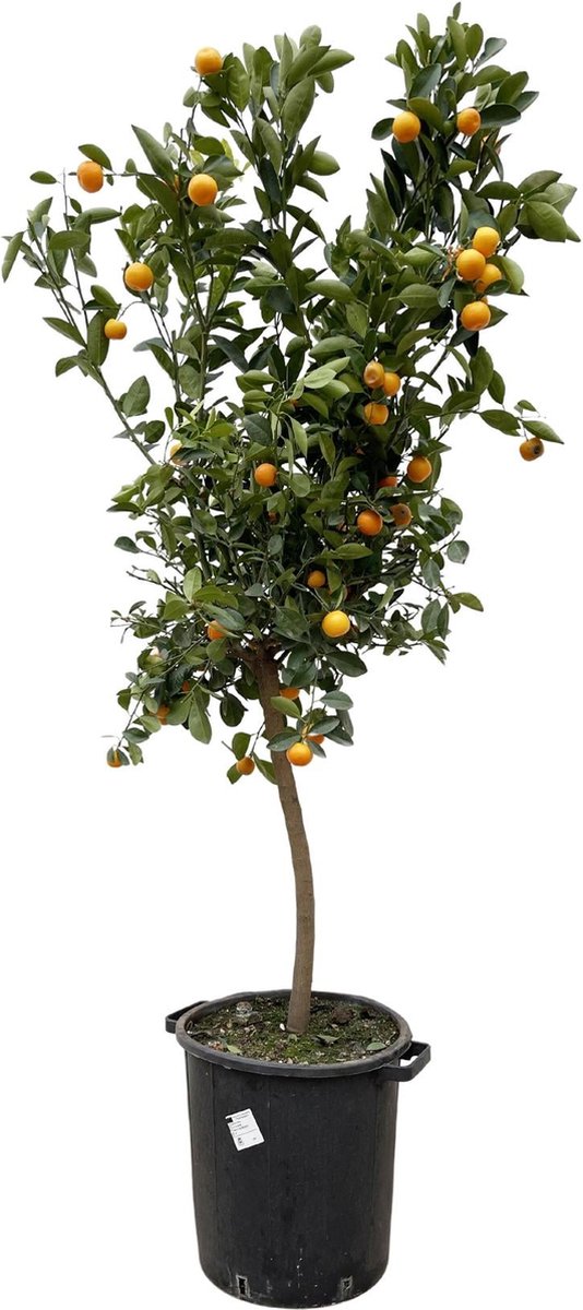Citrus Calamondin - 200 cm - ø40