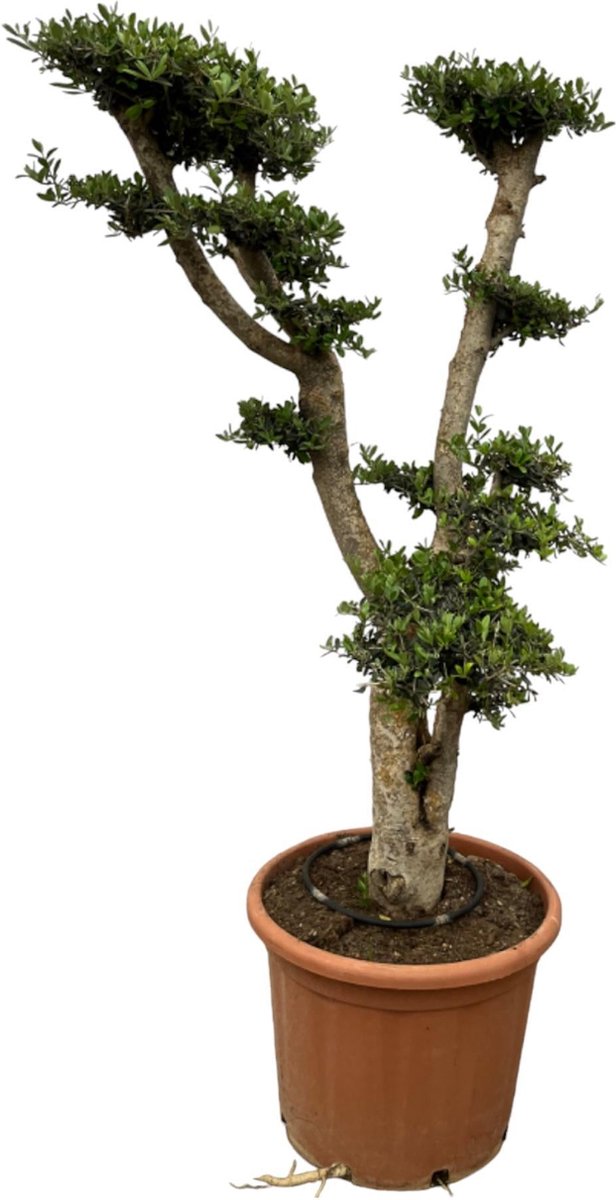 Olea Pon Pon - 180 cm - Ø55cm