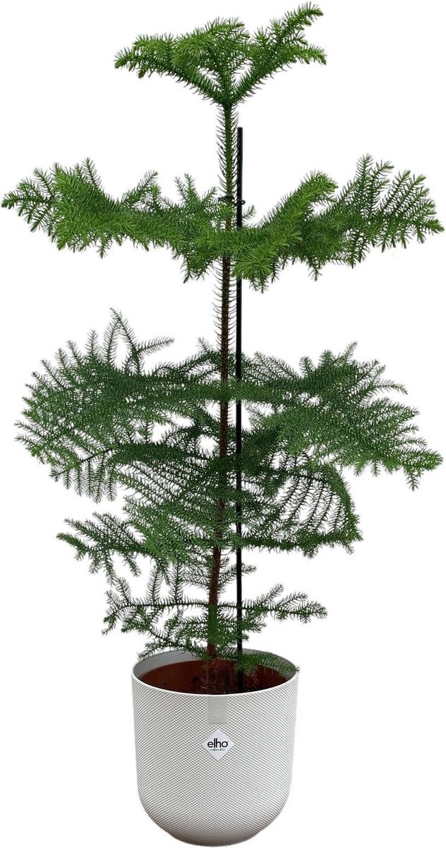 Combi deal - Araucaria (kamerden) inclusief elho Jazz Round Wit Ø23 - 100 cm