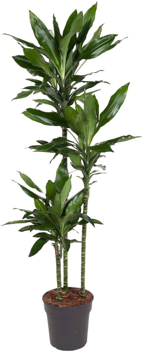 Dracaena Janet Lind - 160 cm - ø24