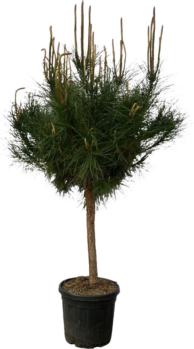 Pinus Pinea - 180 cm - Ø40cm