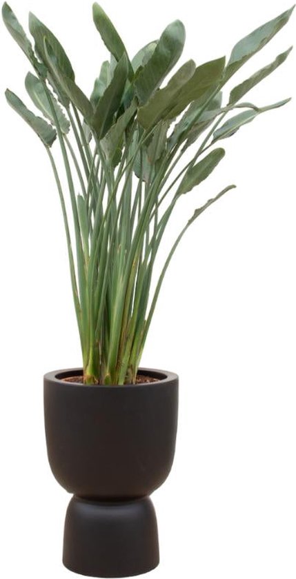 Combi deal - Strelitzia Reginae inclusief elho Pure Coupe zwart Ø41 - 190 cm