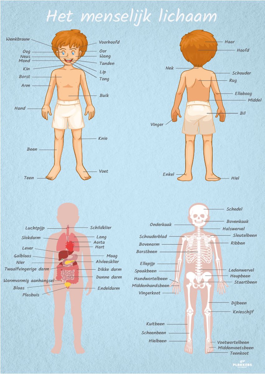 Poster menselijk lichaam mannelijk A4 - Kinderkamer accessoires decoratie - Educatieve Posters Leerzaam