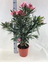 Nerium Oleander "struik" - ROZE - Ø20cm - 80cm