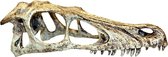 Crâne de raptor de Komodo 11,5x25x9,5 cm l