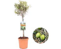 Olijfboom, Olea Europaea - hoogte 80-95cm - potmaat 19 - winterharde olijfboom op stam