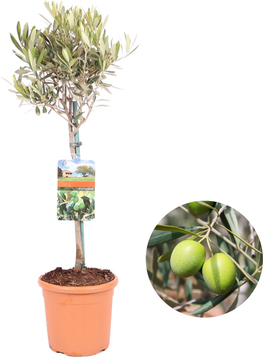 Olijfboom, Olea Europaea - hoogte 80-95cm - potmaat 19 - winterharde olijfboom op stam