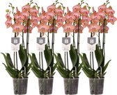 Set van 4 - Phalaenopsis Ravello - 3 tak orchidee - 60 cm - Ø12cm