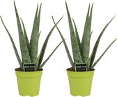 2 keer Aloe Vera, aantrekkelijke vetplant voor elk elk interieur. - Ø15cm - 65cm