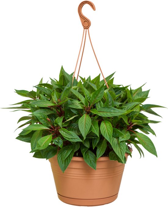 Elho Vibia Campana Vertical Forest 21 - Plantenbak Voor Balkonbuiten 207 X H 297 Cm Bruinterra
