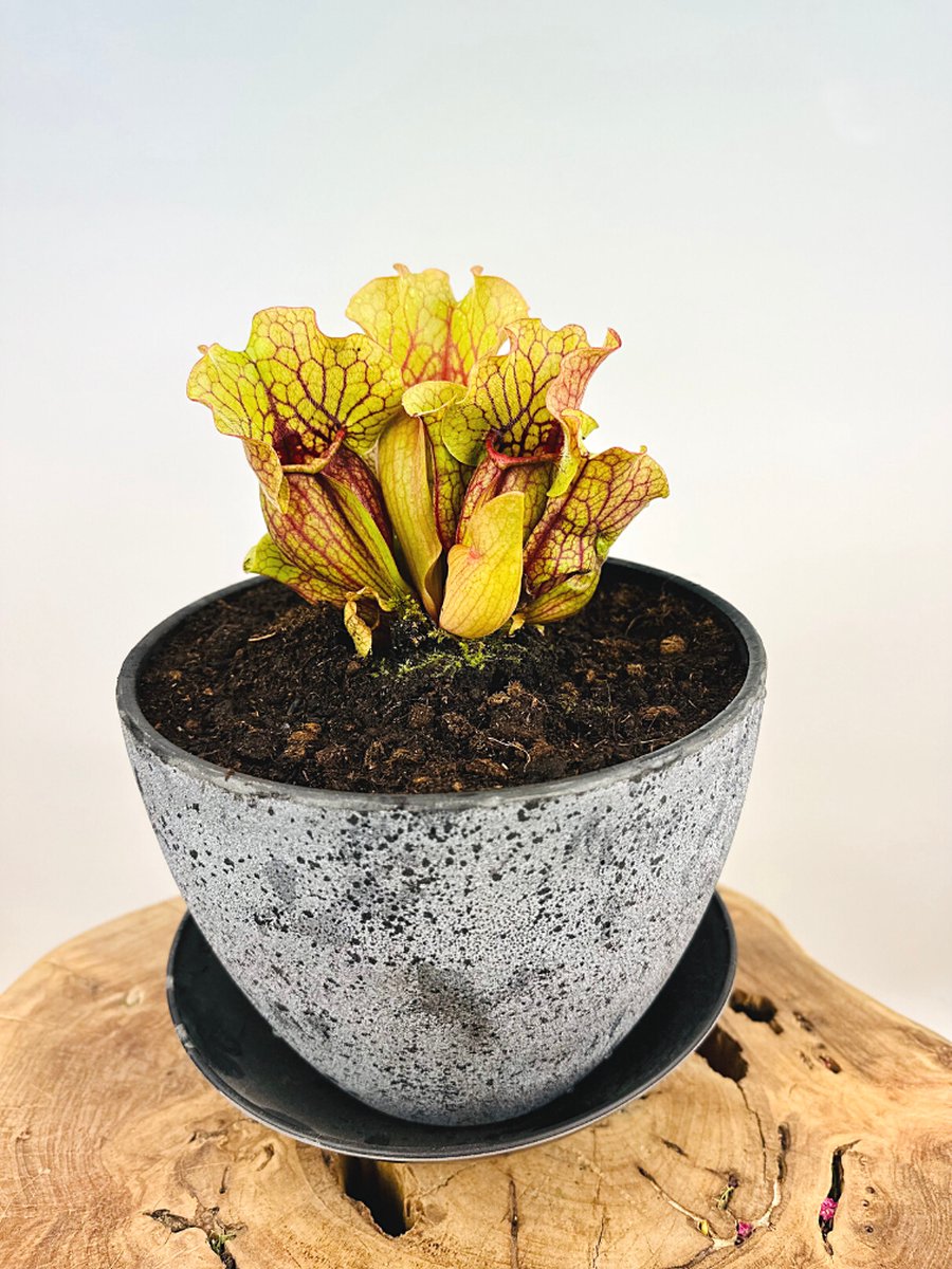 Moerasbak "Karel" - met de "Sarracenia Venosa" | ⌀22x17cm | Perfect om insecten in de tuin tegen te gaan | Creëer een prachtige en levendige tuin