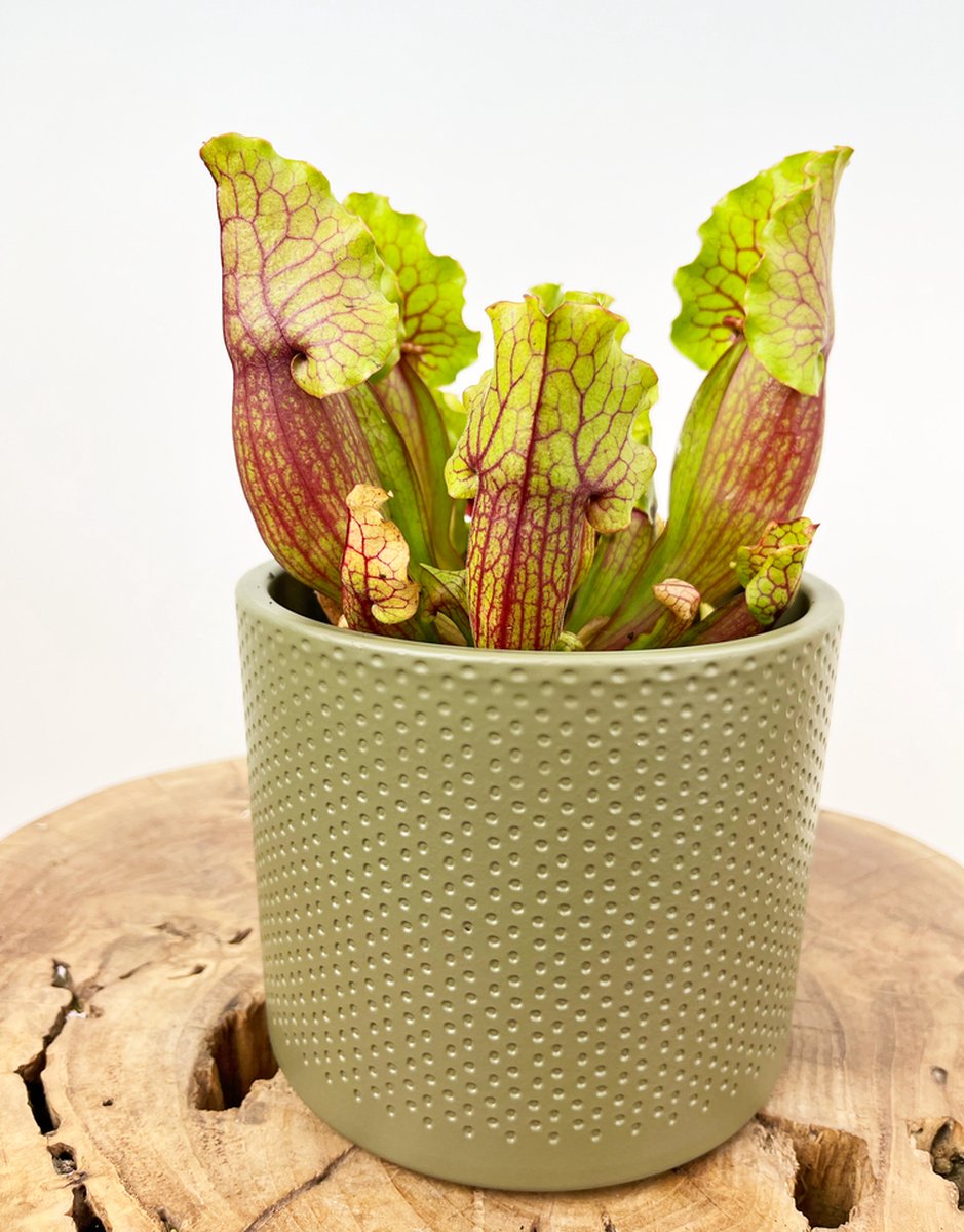 Trompetbekerplant "Sarracenia Venosa" groot incl. plantenpot Borke "Groen" | Complete set (worden samen geleverd) | Plaats bij aankomst jouw vleesetende plant in de pot en geniet meteen