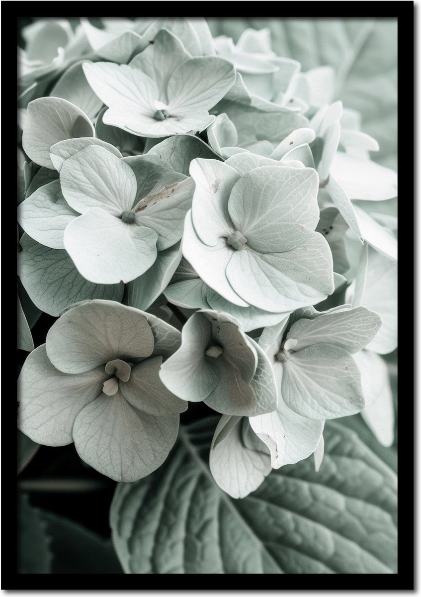 Plakkers Poster close up van een hortensia bloem - 70cm x 100cm - vintage - woonkamer - slaapkamer - bloemen posters - goedkoop - muurposter - natuur - wanddecoratie Full-colour