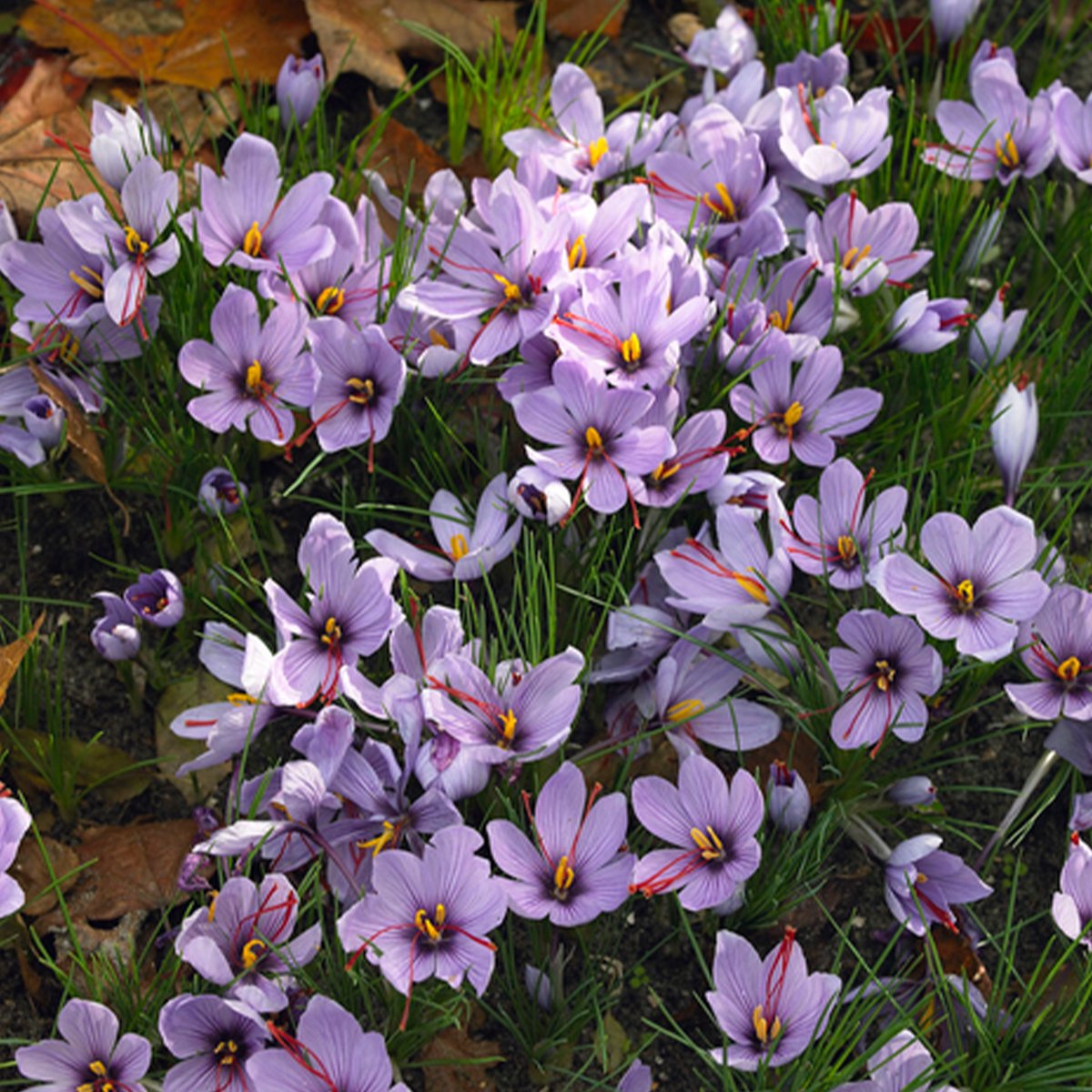 Bloomique - Mix van 40 - Crocus Sativus - Saffraankrokus - Blauw - Bloembollen - Najaarsbloeiend - Meerjarige Planten - Groeit tot 5-10 cm