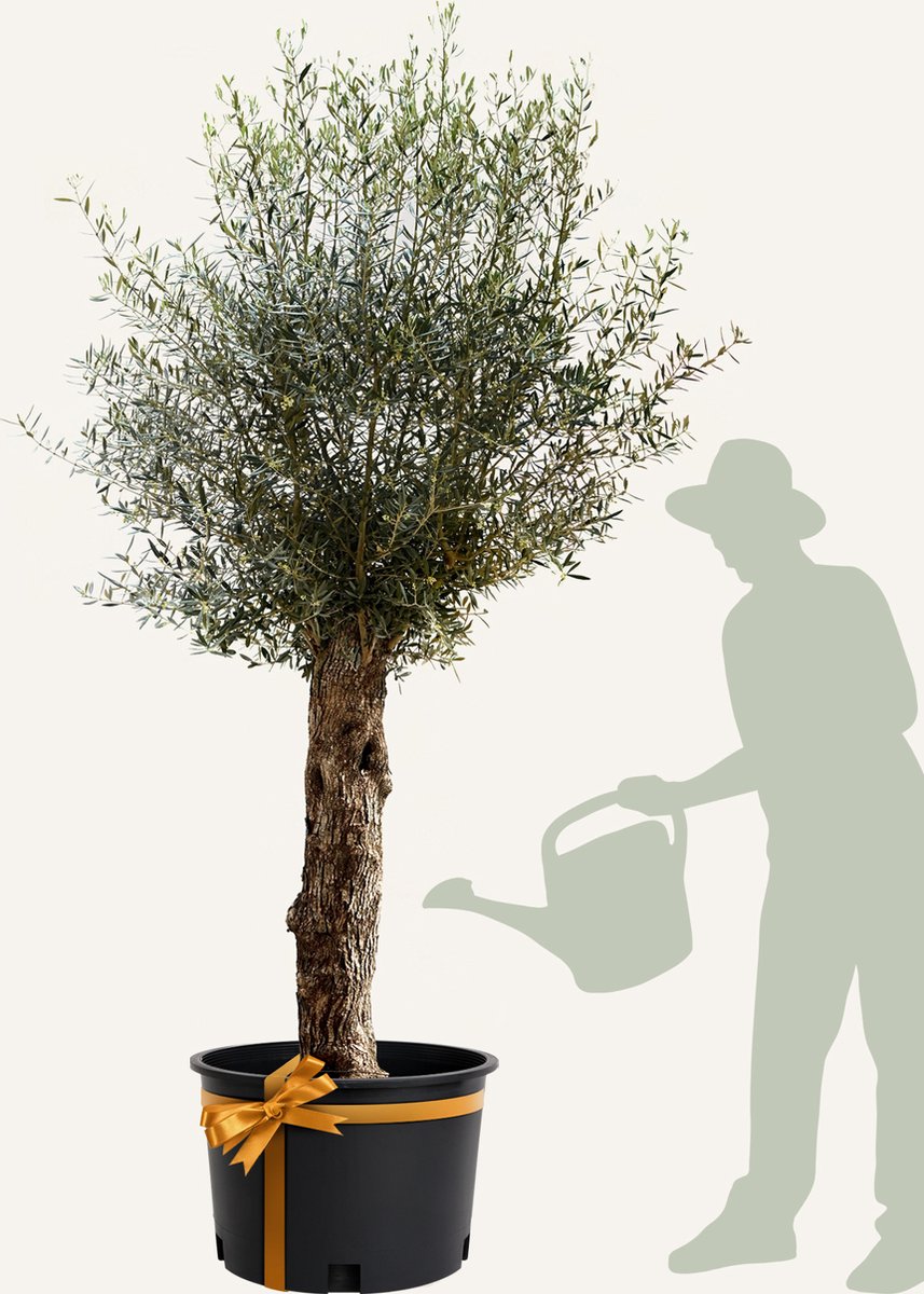 Evergreens - Olijfboom - Olea europaea - 'Bonsai' - 60/80 - Olea Europea - Olijfboom op stam in pot - Winterhard - Groenblijvend - Olijven - Voeding