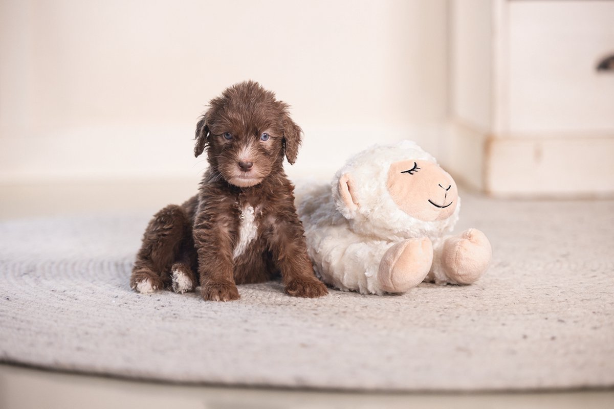 Beeztees Puppy Heartbeat Knuffel Bowi - Puppy Speelgoed - Puppyknuffel - Hondenspeelgoed - Pluche - Wit - 42x18x12 cm thumbnail 3