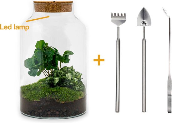 Het ecosysteem van een gesloten plantenterrarium - La Green Touch