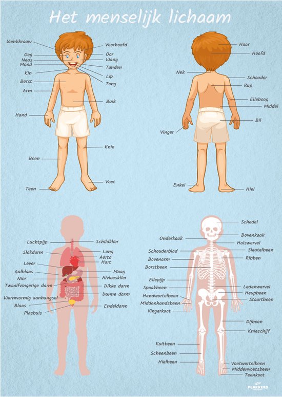 Poster menselijk lichaam mannelijk 50cm x 70cm - Kinderkamer accessoires decoratie - Educatieve Posters Leerzaam