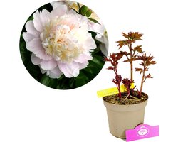 Paeonia lactiflora 'Shirley Temple' - Pioenroos - Hoogte 40cm - 2 liter pot