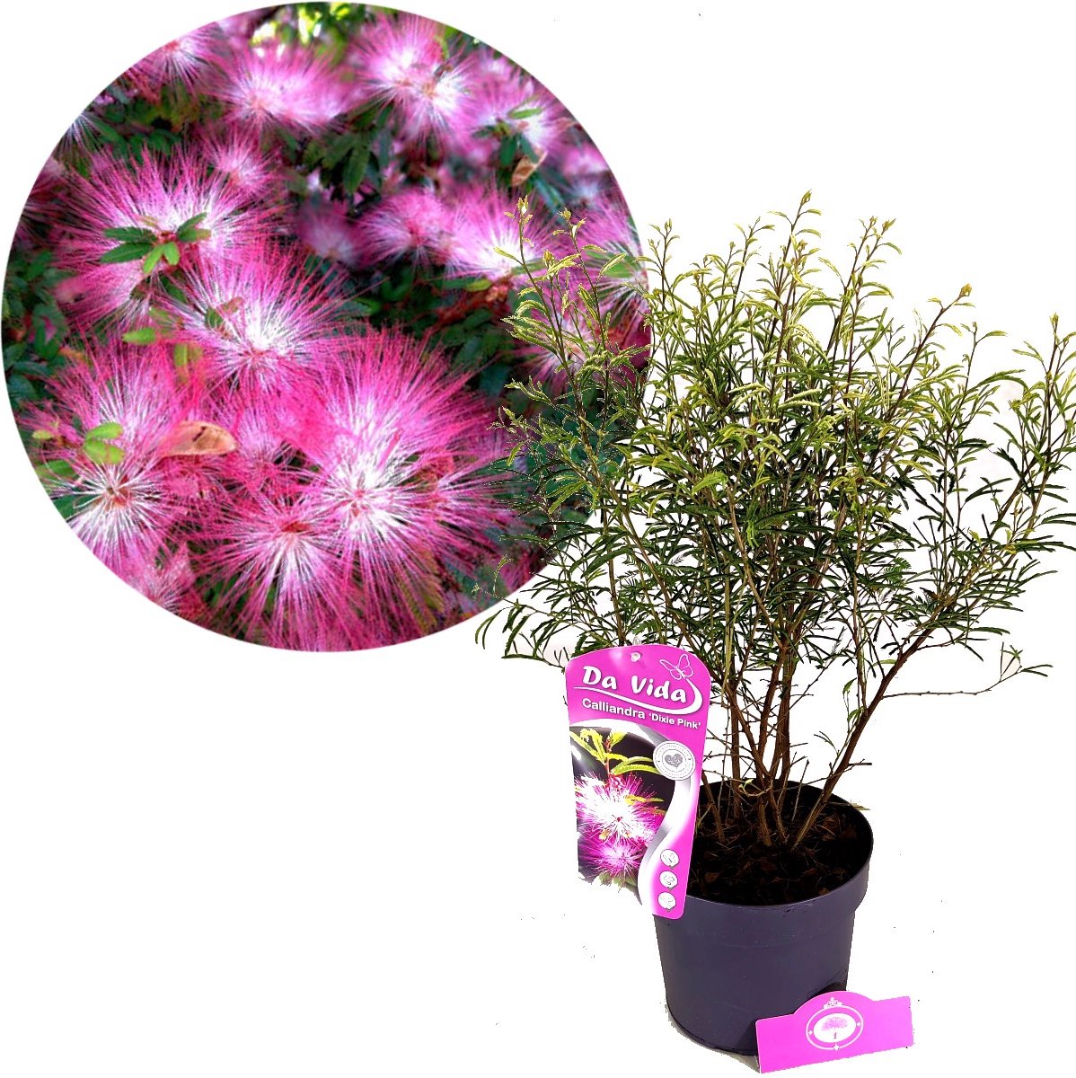 Calliandra surinamensis 'Dixie Pink', Surinaamse poederkwast, 3 liter pot