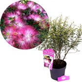 Calliandra surinamensis 'Dixie Pink', Surinaamse poederkwast, 3 liter pot
