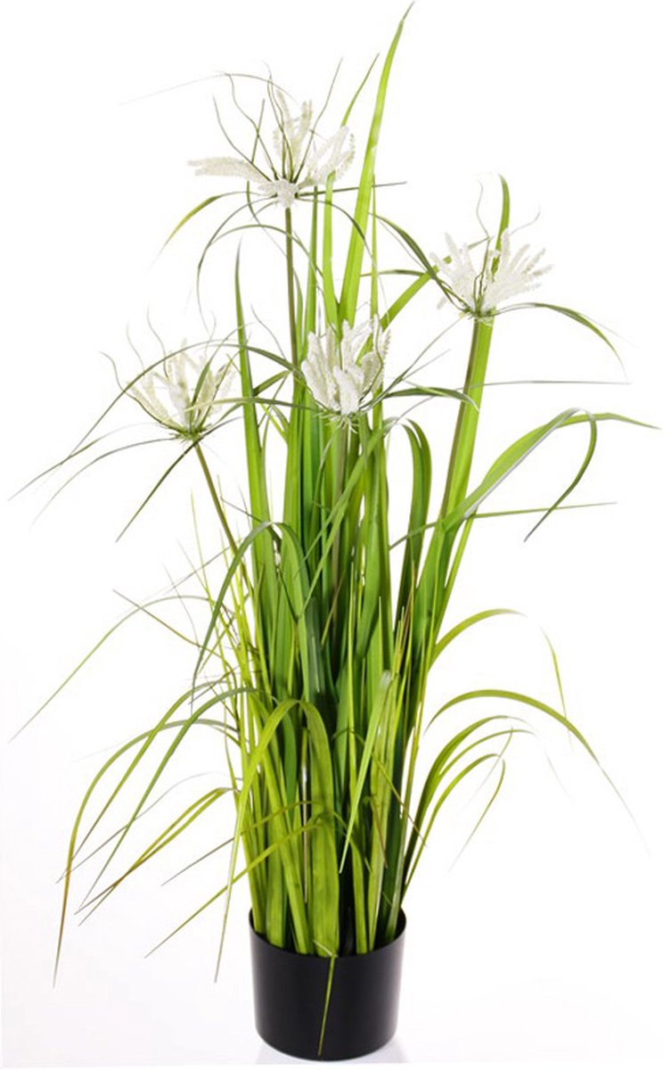Gras in Bloei