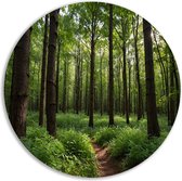 Bos muurcirkels - Natuur wandpaneel - Muurcirkels Paden - Wanddecoratie klassiek - Schilderij forex - Woondecoratie muurcirkel forex 40x40 cm