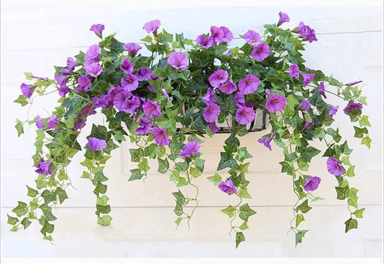 Paarse ochtendgloriebloemen met lange groene slingerbladeren, hangend in een bak.