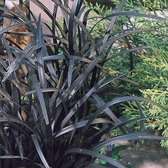 3 x Ophiopogon Planiscapus 'Niger' - Slangebaard - Pot 9x9cm - Zwart blad, bodembedekker