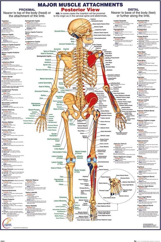 Het menselijk lichaam poster - anatomie spieren achterkant - 61 x 91.5 cm