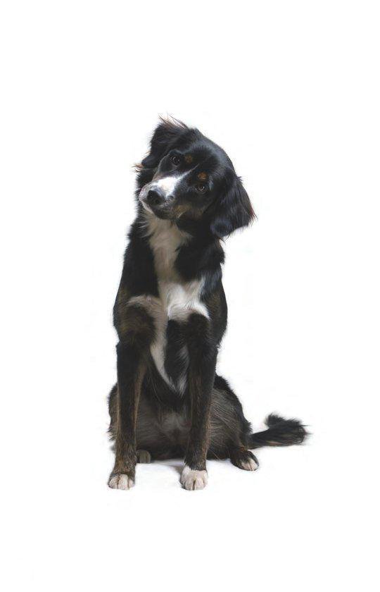 Zittende zwarte en bruine hond met witte vlek op de snuit, kijkt schuin.