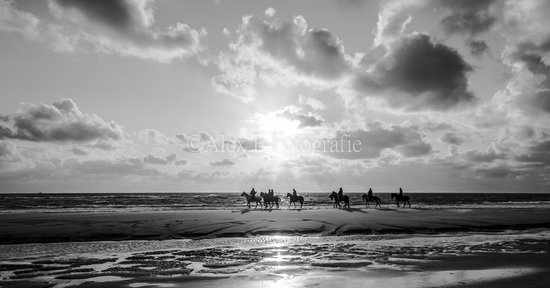 Strand 018 | Paarden met tegenlicht | zwartwit (120x60cm)