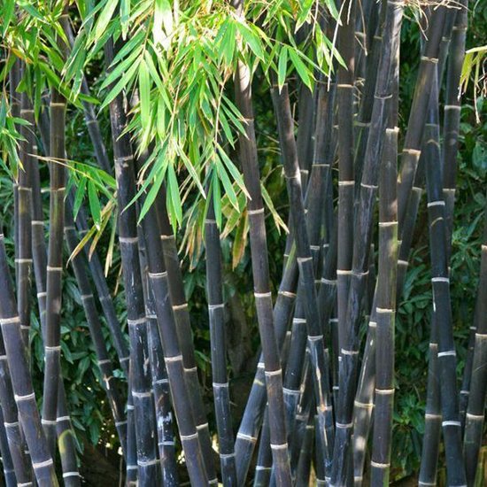 Phyllostachys Nigra - Zwarte Bamboe 150-200cm in |
