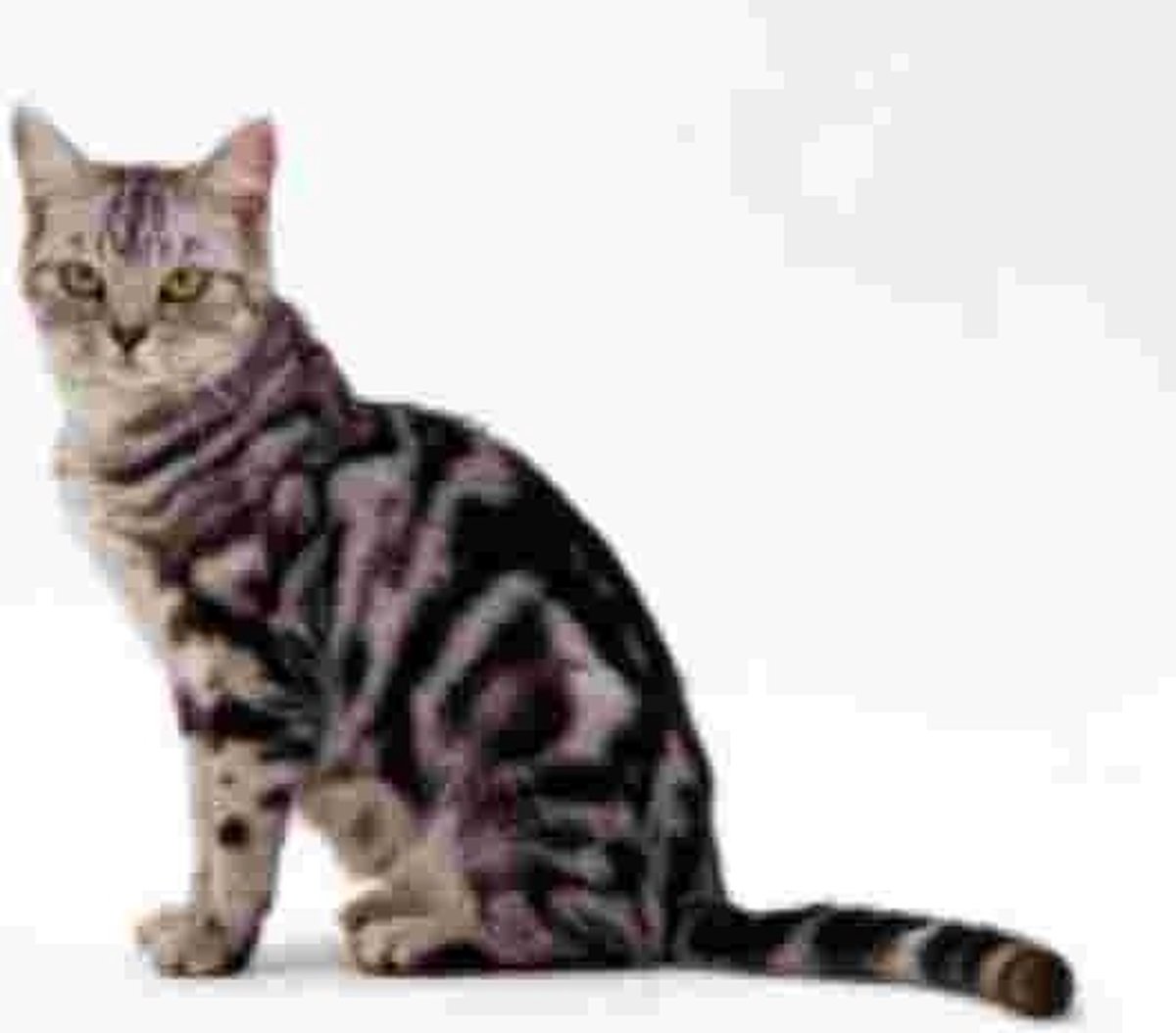 Tabby poes Muismat