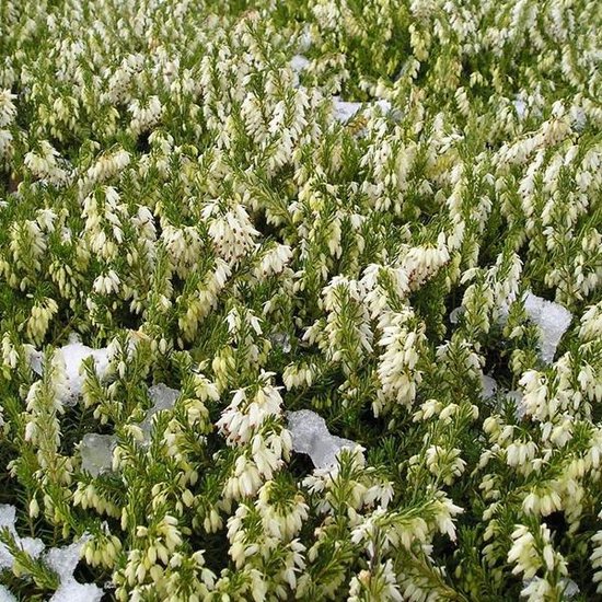 Foto: Erica darleyensis winterheide 10 12 cm pot