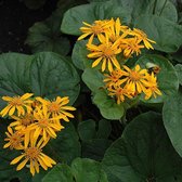 6 x Ligularia Dentata 'Desdemona' - Grijsaard Pot 9x9 cm - Groot Blad met Oranje Bloemen