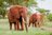 Canvas elephants