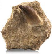 Fossiel Mosasaurustand