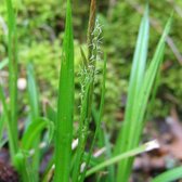 6 x Carex Sylvatica - Boszegge pot 9x9cm - Elegante Siergras met Verfijnde Bloei