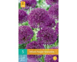 Allium Purple Sensation - sierui - set van 5 stuks