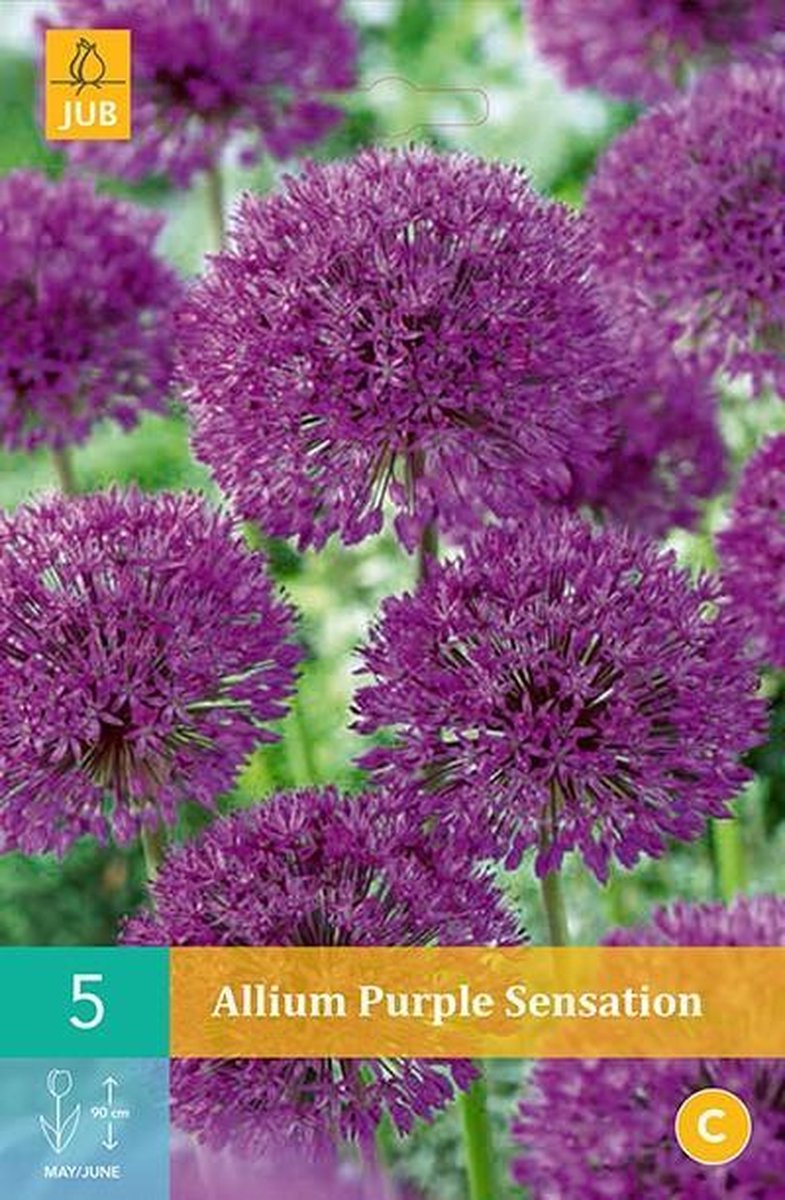 Allium Purple Sensation - sierui - set van 5 stuks