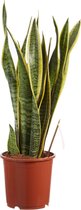 Kamerplant van Botanicly – Vrouwentongen – Hoogte: 65 cm – Sansevieria trif. Laurentii
