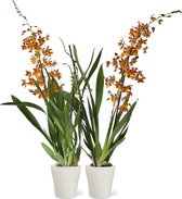 Orchideeën van Botanicly – 2 × Orchidee oranje incl. sierpot wit als set – Hoogte: 60 cm, 2 takken, Oranje bloemen – Cambria Burrageara Catatante